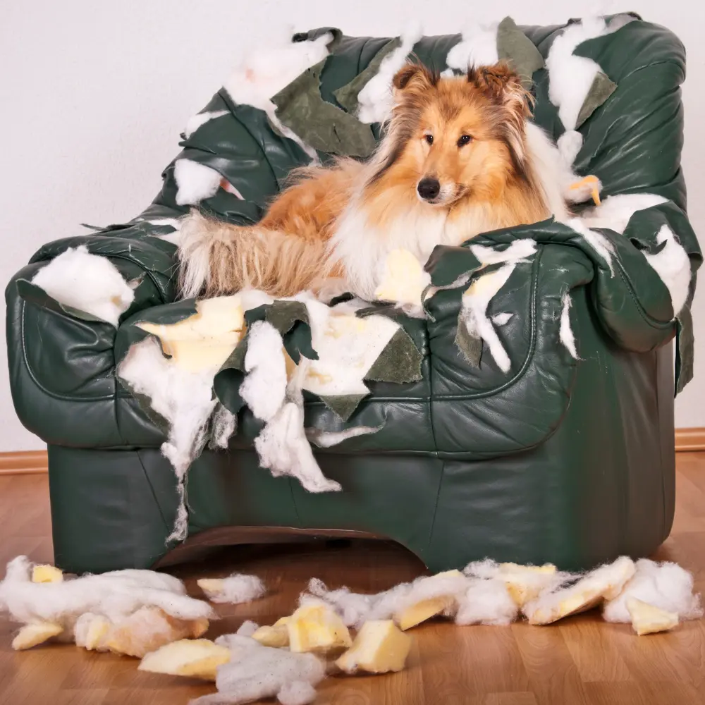 Behavior Modification Training