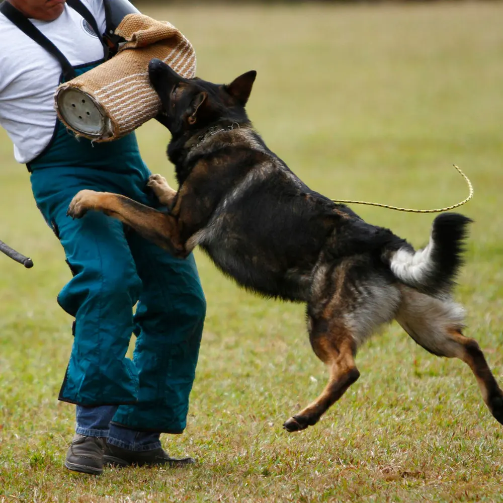 K9 Protection Training