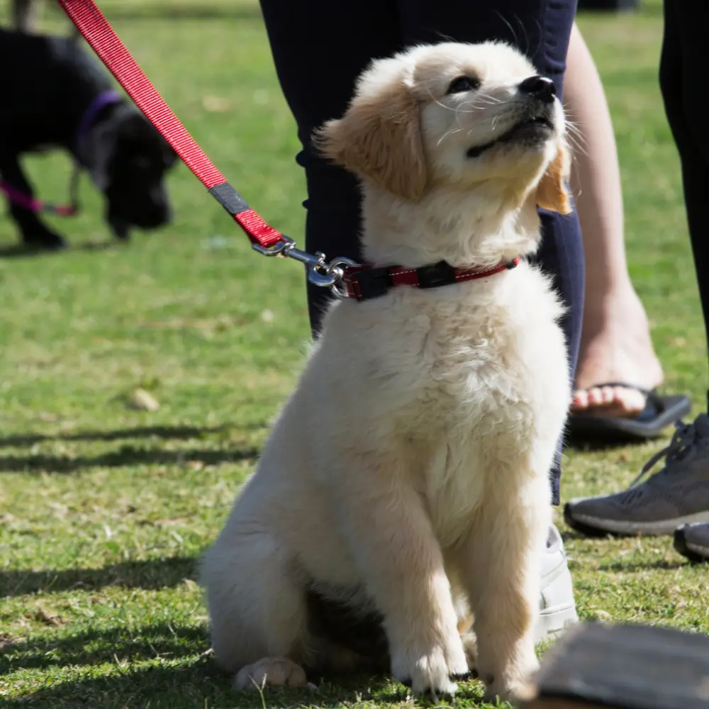 Puppy Training